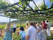 Students and faculty during Study Abroad activities in Athens and across Greece